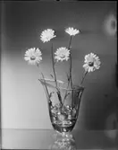 ANNONSBILD FÖR VILH ANDERSSONS ANNONSBYRÅ