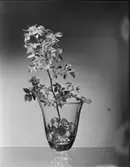 ANNONSBILD FÖR VILH ANDERSSONS ANNONSBYRÅ