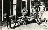 Tre pojkar vid en vedkärra förspänd med en hund. Kvarnhagen, ca 1912.
Fr.v.: Folke Wallin, Johan Rosén och Nils Ramm.