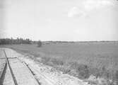 Landskap, 1946