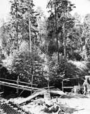 Linbana i skogen, 1945