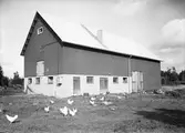 Höns utanför ladugård, 1950