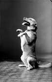 Hund, 1936