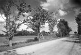 Vy mot Lännäs kyrka, 1950-tal