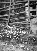 Blommor, 1950-tal