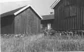 Gårdsmiljö, Lyngvallen i Onsala. Bostadshuset skymtar mellan ekonomibyggnaderna. På gaveln till höger ses stängda fönsterluckor.
