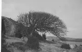 Lindträd vid bergets fot vid Mellberg i Onsala.