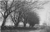 Gamla landsvägen, kantad med träd och stenmur, söder om Onsala kyrka.