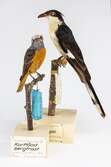 Två monterade fåglar ur den afrikanska samlingen