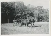 Robert Sandberg (1880-1961) kör slåttermaskin med hjälp av två arbetshästar, nedanför Kalvhagen 