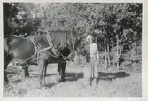 Hilda Sandberg (1887-1973, född Olsson) står bredvid en arbetshäst, 
