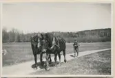Robert Sandberg (1880-1961) kommer hem från åkrarna med två arbetshästar, 