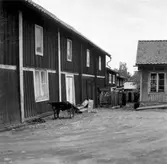 Gårdsbild, 1960-tal