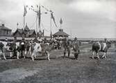 Koparad vid lantbruksutställning vid Alnängarna, 1899