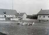 Gäss vid ladugården på Karlslunds gård, 1890-tal