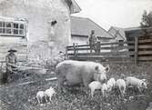Svinaherde med grisar på Karlslunds gård, 1890-tal