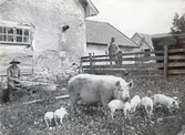Svinaherde med grisar på Karlslunds gård, 1890-tal