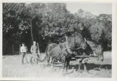 Bröderna Anders (1873-1951) och Robert Sandberg (1880-1961) kör slåttermaskinen med hjälp av två arbetshästar, 