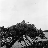 (uppgifter saknas) Rovfågel?