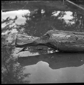 En bearbetad stock som grävts upp ur den inre vallgraven vid Rumlaborg i Huskvarna i samband med arkeologiska undersökningar där sommaren 1935.