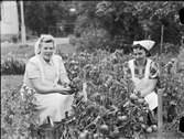 Två kvinnor skördar tomater, Uppsala 1949