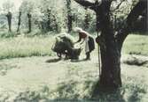 Hilda Sandberg (1887-1973) samlar ogräs i korgar som står på en kärra, 