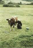Hilda Sandberg (1887-1973, född Olsson) mjölkar en ko, 