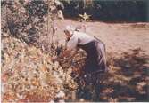 Hilda Sandberg (1887-1973) arbetar i sin trädgård, 