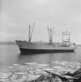 Fartyget Inga-Sabin på Älven