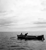 Solumsfiskare lägger ut strömmingssköten utanför Härnön.