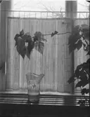 JAPANSKA SPJÄLGARDINER SAMT REDSKAP FÖR MÅLNING