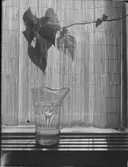 JAPANSKA SPJÄLGARDINER SAMT REDSKAP FÖR MÅLNING