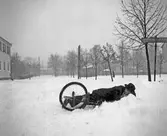 Vurpa i snön, Örebro, 1945-12