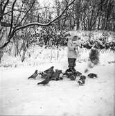 Flicka matar duvor i Slottsparken. 1945-12
