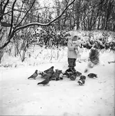 Flicka matar duvor i Slottsparken. 1945-12