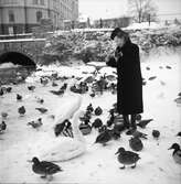 Kvinna matar fåglar vid Slottsparken. 1945-12