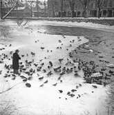 Fågelmatning vid Slottsparken. 1945-12