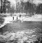 Fågelmatning vid Slottsparken. 1945-12