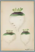 Sveriges kulturväxter. Illustration utförd av Henriette Sjöberg. Foderrova, kort, vit, grön-gredelintoppig, Early improved. Odlad Ultuna 1872. Inv. nr. C 101 : 266.