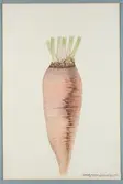 Sveriges kulturväxter. Illustration utförd av Henriette Sjöberg. Sockerbeta, röd, À Collet rosé. Odlad Experimentalfältet 1882, signerad 1883. Inv. nr. C101 : 251.