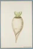 Sveriges kulturväxter. Illustration utförd av Henriette Sjöberg. Foderbeta, lång, vit, Breslau Acclimaté. Odlad Experimentalfältet 1882, signerad 1883. Inv. nr. C101 : 249.