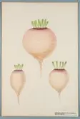 Sveriges kulturväxter. Illustration utförd av Henriette Sjöberg. Foderrova, kort, rödskimrande, inblandad i Aberdeen Yellow. Odlad Reijmyre, Östergötland 1860. Inv. nr. C101 : 265.