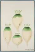 Sveriges kulturväxter. Illustration utförd av Henriette Sjöberg. Kålrot, avlång, gul, gröntoppig. Odlad Ultuna 1873. Inv. nr. C101 : 281.