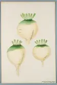 Sveriges kulturväxter. Illustration utförd av Henriette Sjöberg. Kålrot, gröntoppig, Gul Schmalz. Odlad Ultuna 1872. Inv. nr. C101 : 284.