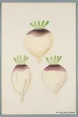 Sveriges kulturväxter. Illustration utförd av Henriette Sjöberg. Kålrot, gul, rödtoppig, Laings purpletop. Odlad Ultuna 1877. Inv. nr. C101 : 285.
