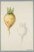 Sveriges kulturväxter. Illustration utförd av Henriette Sjöberg. Kålrot, gul, gröntoppig. Odlad Ultuna 1874. Inv. nr. C101 : 283.