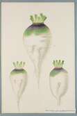 Sveriges kulturväxter. Illustration utförd av Henriette Sjöberg. Kålrot (rotkål), lång, vit, grön-violett-toppig. Odlad Ultuna 1872. Inv. nr. C101 : 291. Signerad 79.
