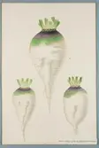 Sveriges kulturväxter. Illustration utförd av Henriette Sjöberg. Kålrot (rotkål), lång, vit, grön-violett-toppig. Odlad Ultuna 1872. Inv. nr. C101 : 291. Signerad 79.