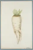 Sveriges kulturväxter. Illustration utförd av Henriette Sjöberg. Sockerbeta, vit. Original från Arlöv, Skåne 1882. Inv. nr. C101 : 252. Signerad 1883.