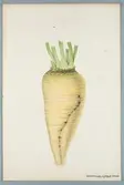 Sveriges kulturväxter. Illustration utförd av Henriette Sjöberg. Sockerbeta, gul, Jaime de Hesbaye. Odlad Experimentalfältet 1882. Inv. nr. C101 : 250. Signerad 1883.